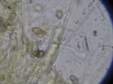 Inocybe hystrix image