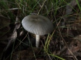 Amanita sect. Vaginatae image