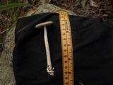 Amanita sect. Vaginatae image