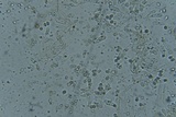 Nolanea edulis image