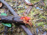 Phanerochaete sanguinea image