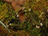 Arrhenia retiruga image