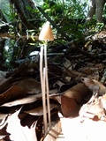Entoloma dragonosporum image
