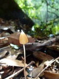 Entoloma dragonosporum image