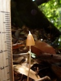 Entoloma dragonosporum image