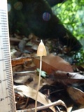 Entoloma dragonosporum image