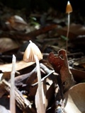 Entoloma dragonosporum image