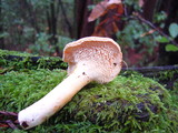 Hydnum oregonense image