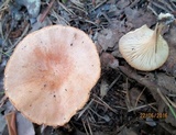 Clitocybe gibba image