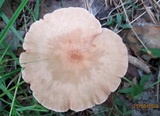 Clitocybe gibba image