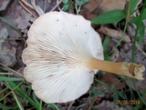 Clitocybe gibba image