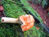 Hydnum oregonense image
