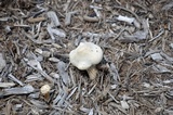 Melanoleuca verrucipes image
