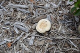 Melanoleuca verrucipes image