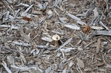 Melanoleuca verrucipes image