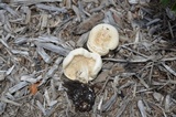 Melanoleuca verrucipes image