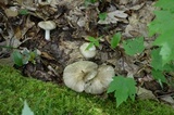 Megacollybia rodmani image