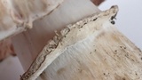Agaricus hondensis image