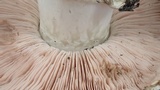 Agaricus hondensis image
