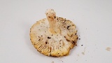 Amanita augusta image