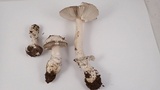 Amanita constricta image