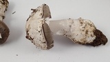 Amanita constricta image