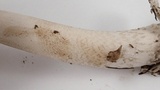 Amanita constricta image