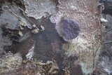Trichaptum abietinum image