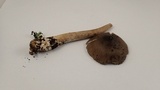 Amanita pachycolea image