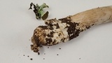 Amanita pachycolea image