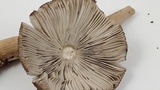 Amanita pachycolea image