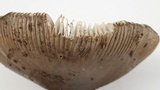 Amanita pachycolea image