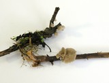Arrhenia retiruga image