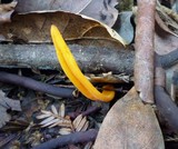 Clavulinopsis laeticolor image