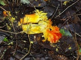 Hygrocybe laetissima image
