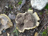 Scleroderma areolatum image