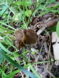 Helvella compressa image