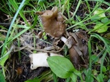 Helvella compressa image
