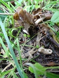 Helvella compressa image