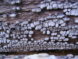 Xylobolus frustulatus image