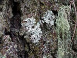Hypogymnia physodes image