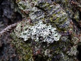 Hypogymnia physodes image