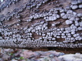 Xylobolus frustulatus image