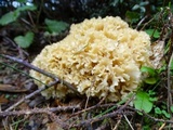 Sparassis crispa image