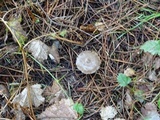 Entoloma cystomarginatum image