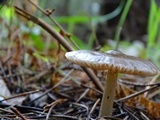 Entoloma cystomarginatum image