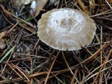 Entoloma cystomarginatum image