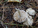 Entoloma cystomarginatum image