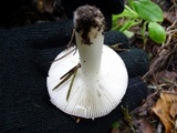 Russula fragilis image