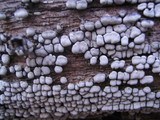 Xylobolus frustulatus image